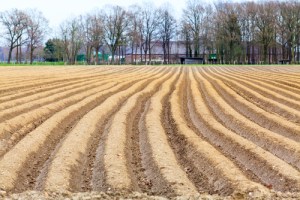 Asparagus field (image copyright Ewais and Shutterstock 2015)